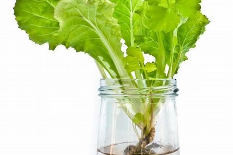 水培巴西木用什么肥料