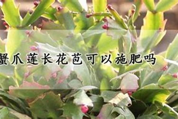 蟹爪兰打花苞怎么浇水施肥