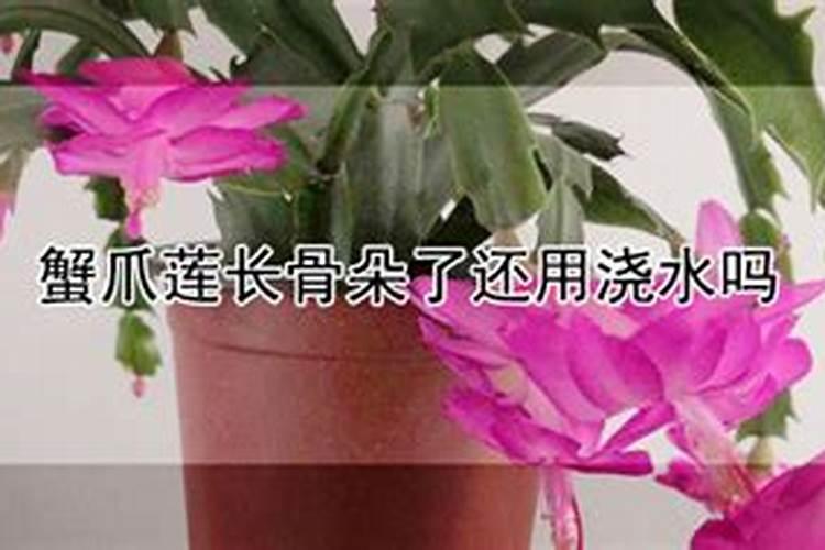 蟹爪兰打花苞怎么浇水施肥