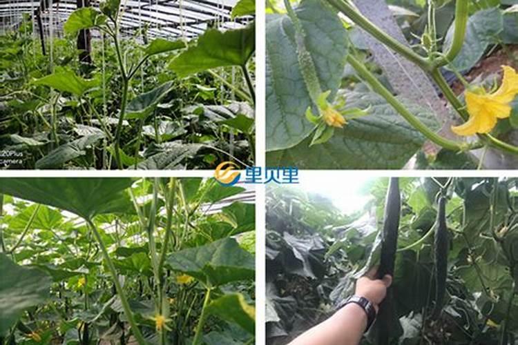 水竹子怎么养才能更旺盛竹子放水里怎么养才能更旺盛水养竹子怎么养才 ...
