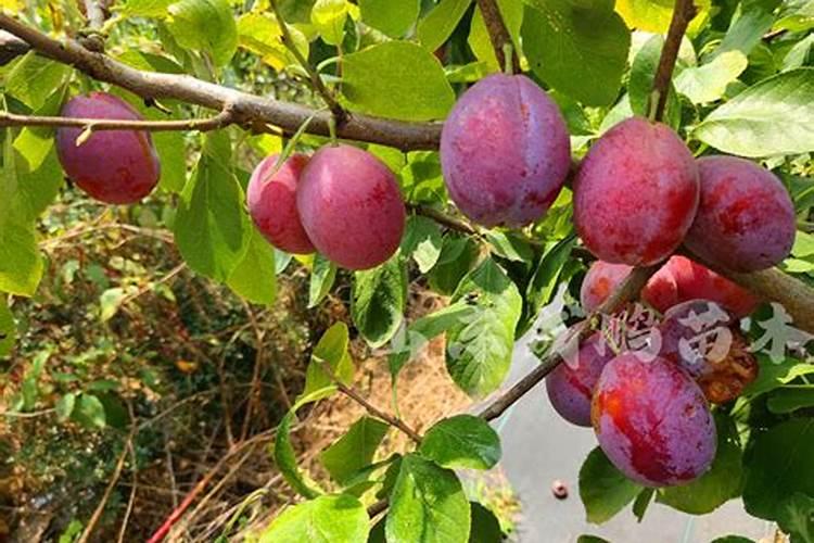 果树增甜用什么肥料好