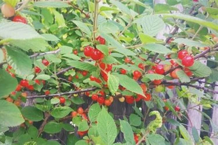 喷钙镁硼锌铁影响大米饭的香度吗