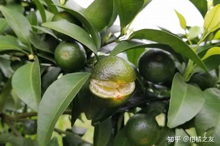 玉米授粉后进入灌浆期,还需管理吗？