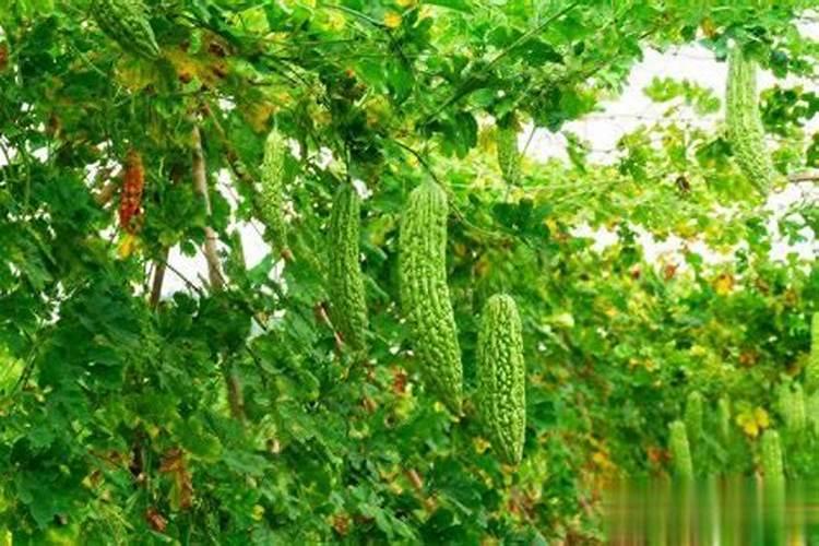 苦瓜用什么肥料最好,怎么施肥