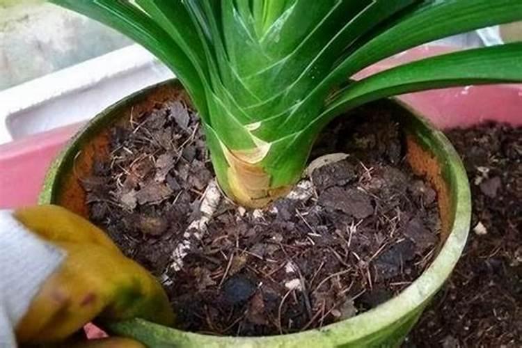 果树成活后山坡多久浇水打药？