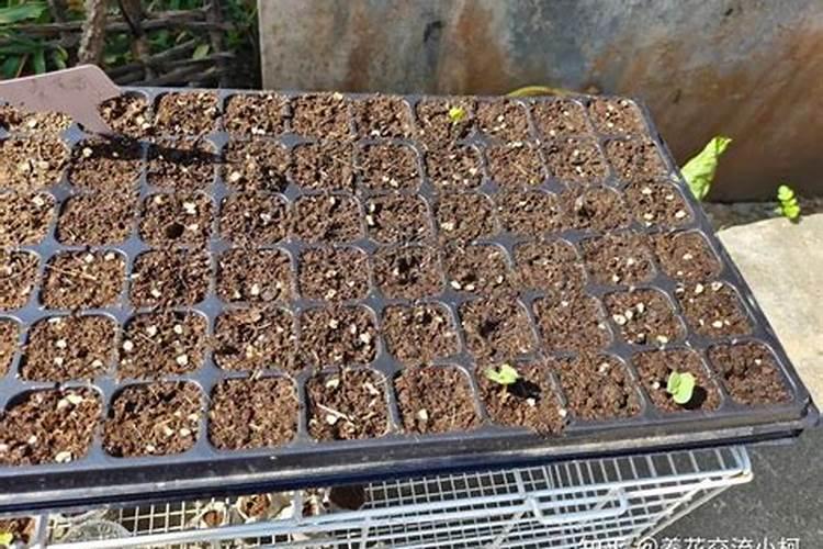 玉米怎样育苗能实现丰产