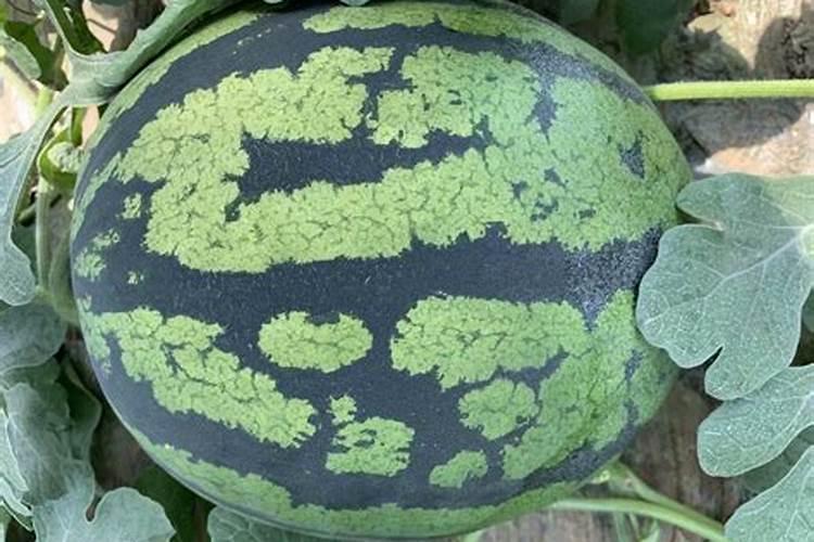 芸苔素内酯可以滴灌冲施吗一亩地冲是多少？