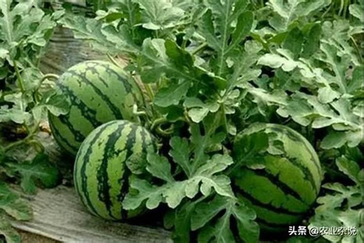 西瓜膨大期追施什么肥料？