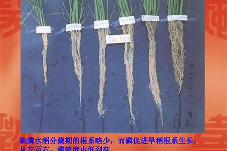 植物中镁元素的分离与鉴定具体方法