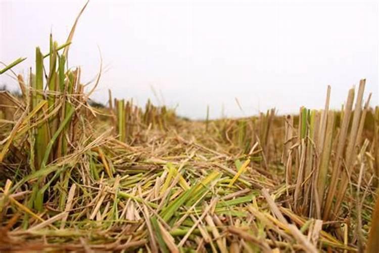 大蒜高产的施肥方法是什么？如何施肥更合理