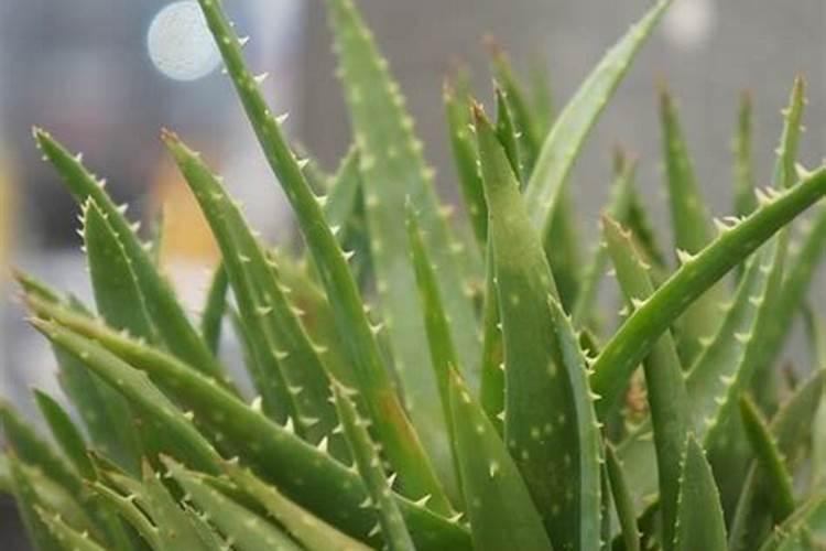 香菜施什么肥料长得快