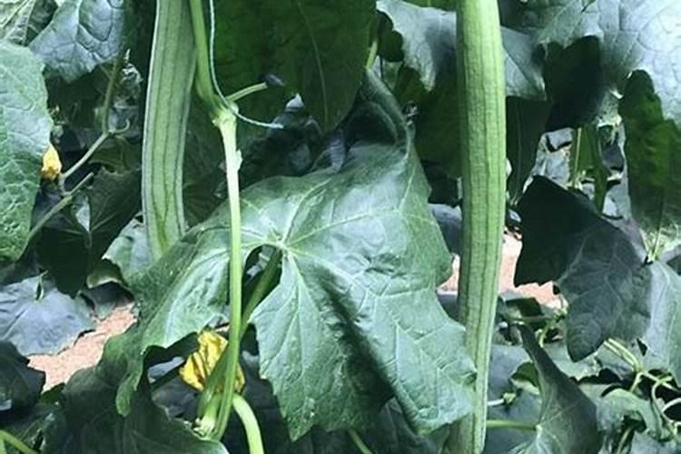 复合肥有没有舍钾肥和钙肥？