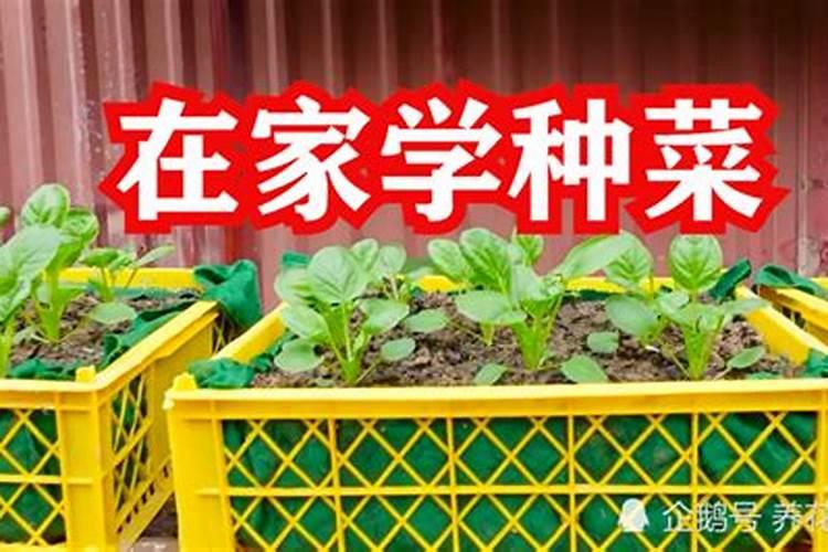 罗布泊硫酸钾镁肥在农业应用中有哪些显著优势？