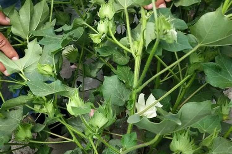 西红柿亩产量一般多少斤