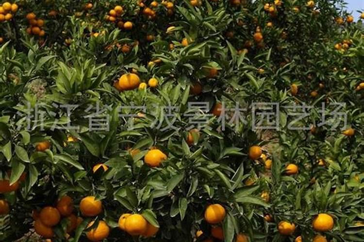 国内水溶肥生产厂家哪个好？国内水溶肥生产厂家哪家好？