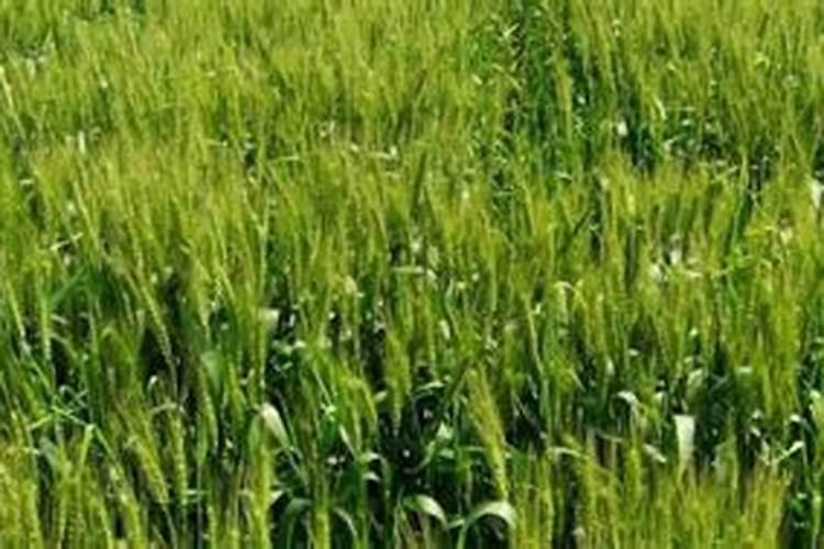 小麦叶面施肥有什么作用？