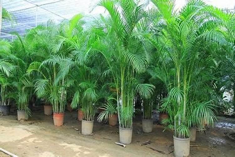 玉米什么时候打叶面肥好 使用方法有哪些