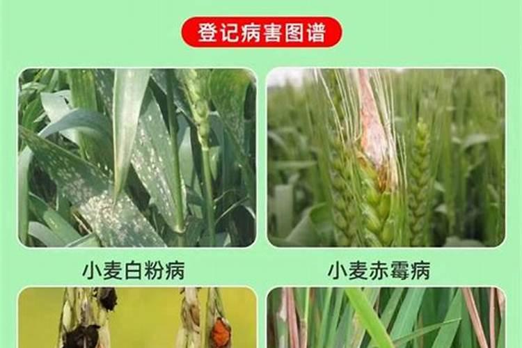 水稻赤枯病怎么治