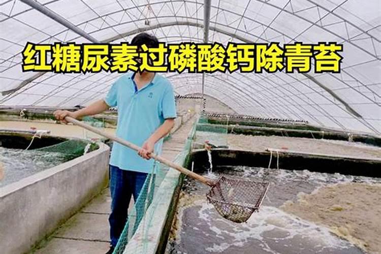 叶面肥什么牌子最好