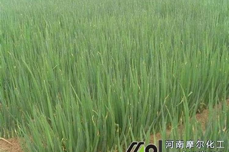 矿源黄腐酸钾怎么选,都有啥作用!