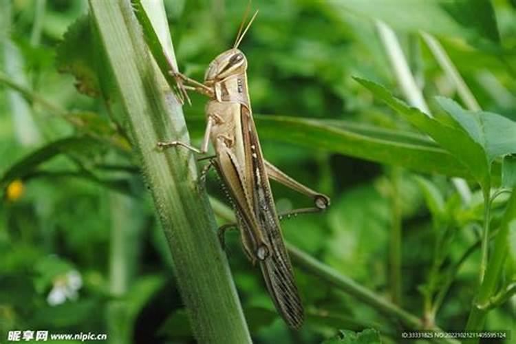 大蒜放室内没浇水为何会变大然后发芽生长啊？加了水为何反而死了？