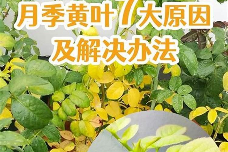 如何才能知道月季缺肥？