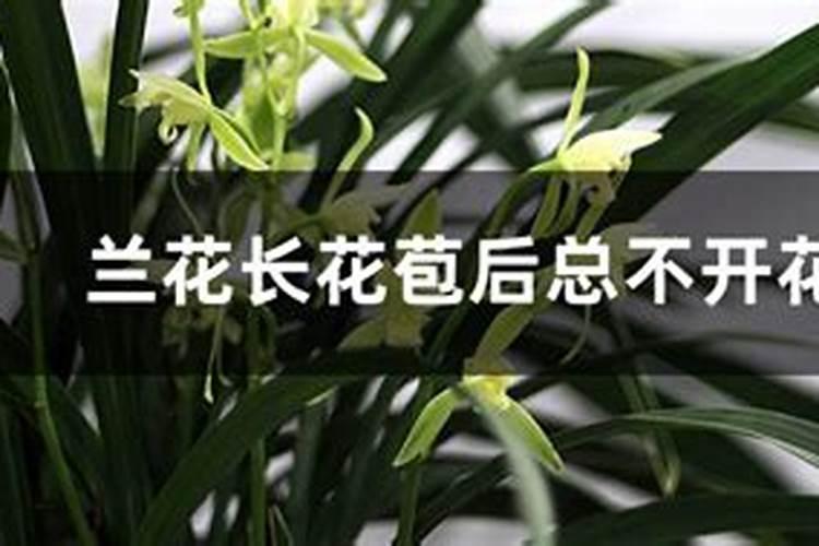 兰花一直不开花是什么原因导致的
