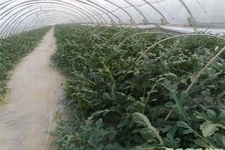 核桃树结果期需要喷施哪些农药