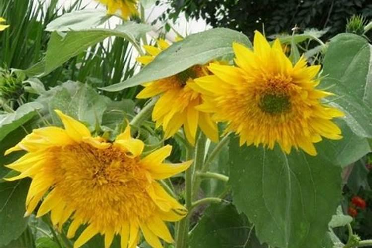 离化肥厂太近有影响吗