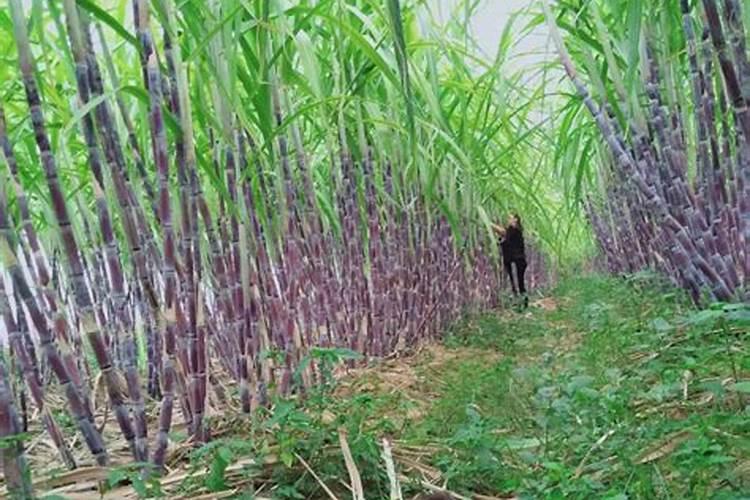 甘蔗最佳增甜方法