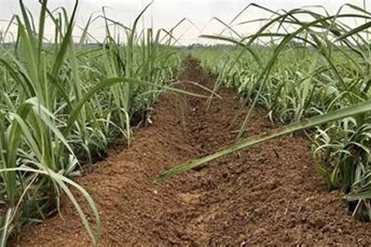 甘蔗最佳增甜方法