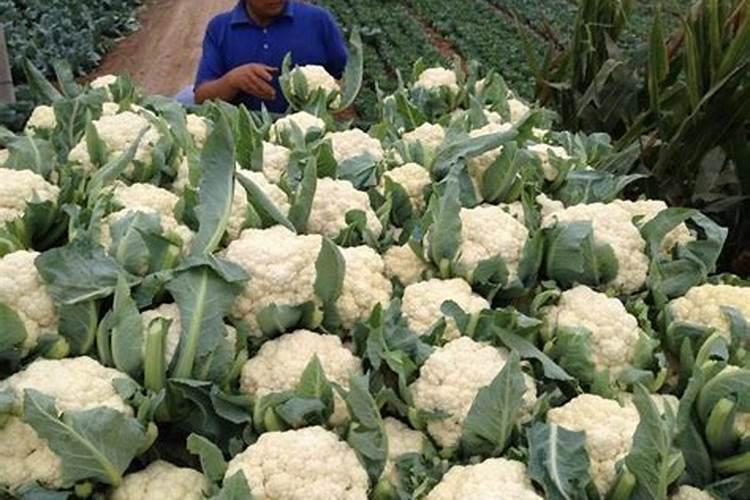 花生怎样种植才会获得高产