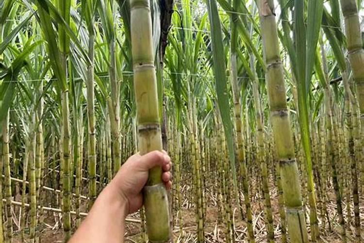 甘蔗施肥技巧及特点 甘蔗应该怎么施肥