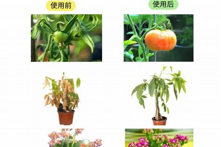 花果控释肥的使用方法