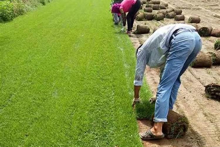 柑橘着色快增甜快用什么药