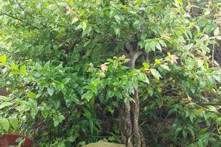 氨基酸叶面肥,能打西瓜吗