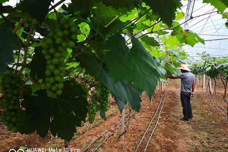 美浓甜瓜几个品种