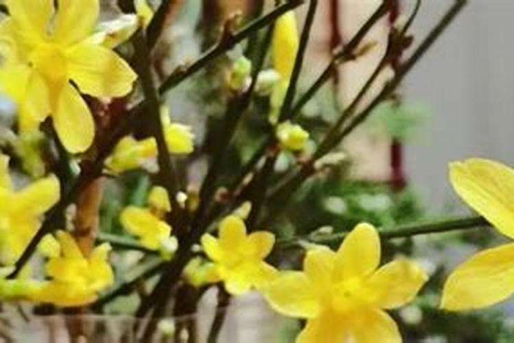 迎春花需要什么肥料