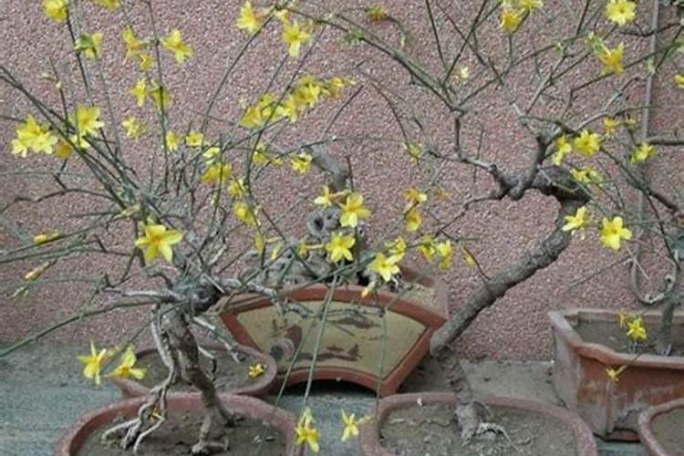 如何给迎春花施肥