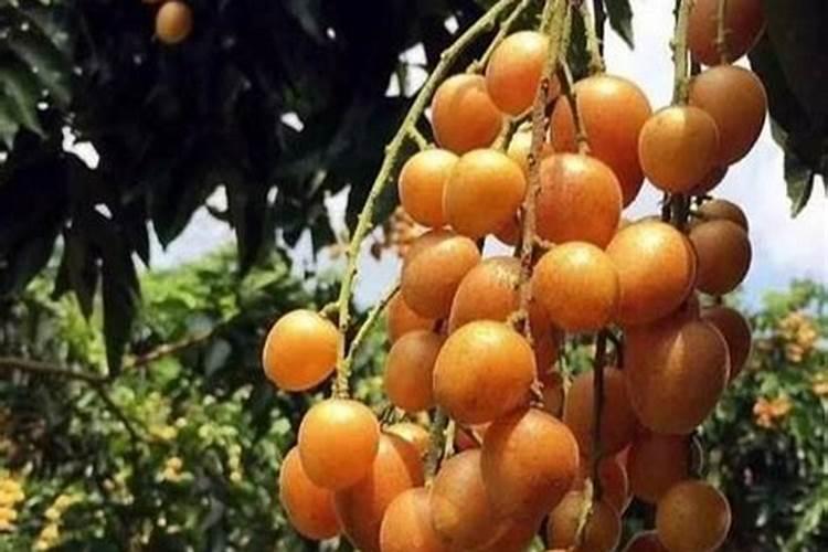 蓝莓开花结果期施什么肥好
