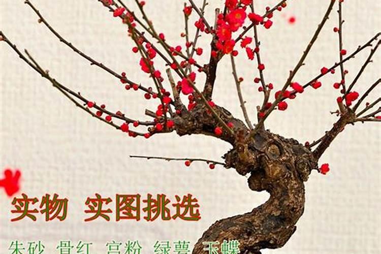 盆景红梅用什么肥(盆景红梅施肥指南,选择合适的肥料,助力花卉茁壮成长...