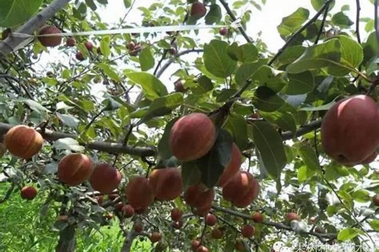 草坪正确施肥方法