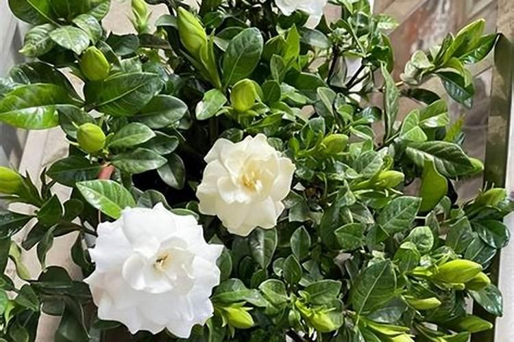 腐霉泰克和根腐克星及氨基酸水溶肥一起能混合用吗？