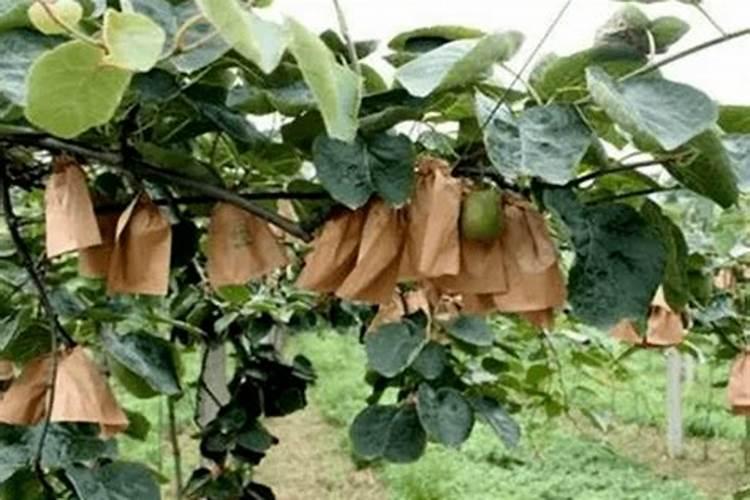 月季施肥过多烧根怎么办3个办法妙手茁壮