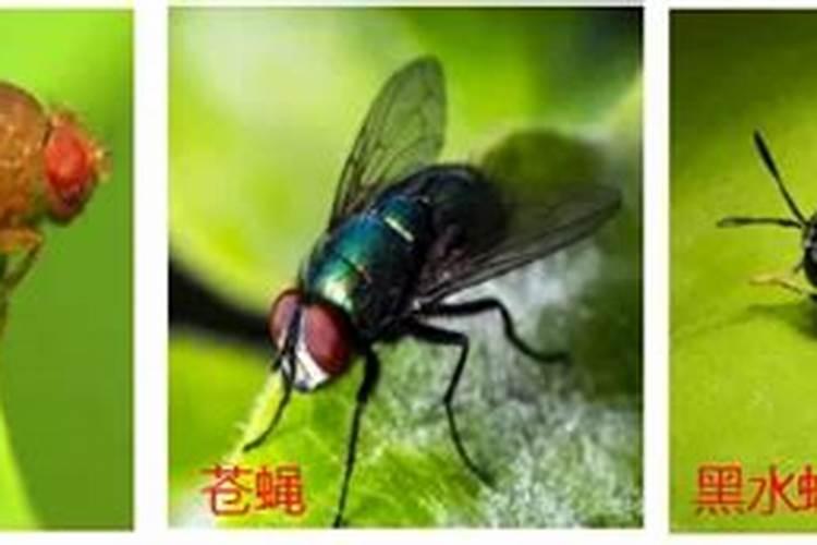 波卡西堆肥生蛆能做底肥吗 波卡西堆肥生蛆能不能做底肥
