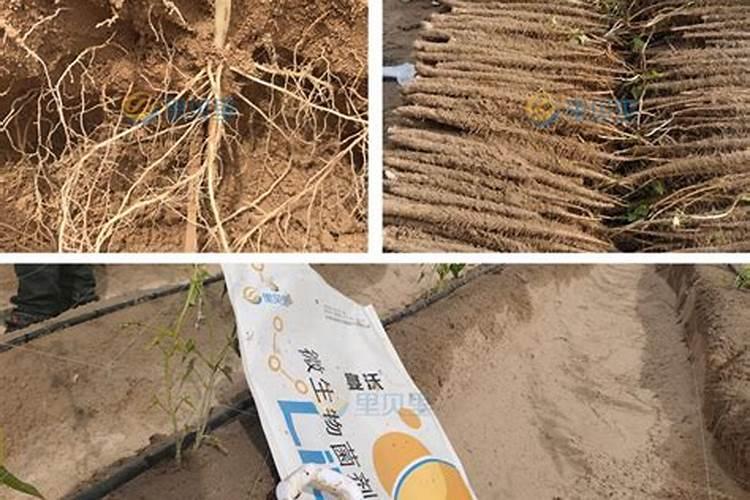 草莓如何施肥,自家种的草莓怎么管理？