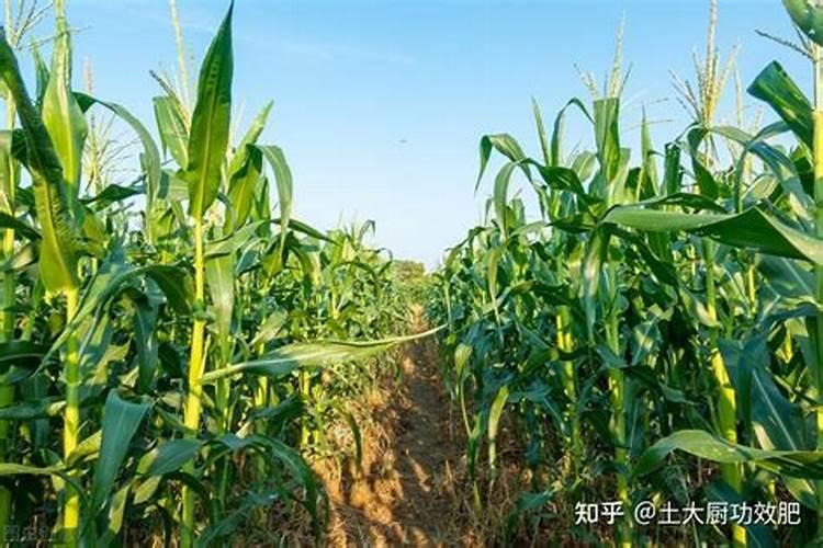 玉米大喇叭口期特征 这个时期施什么肥合适