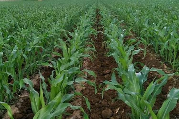 固氮菌肥料如何施用？