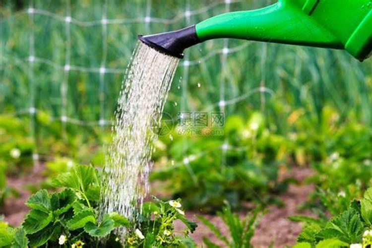 复合肥兑水好还是埋土好、500ml水中放几粒复合肥