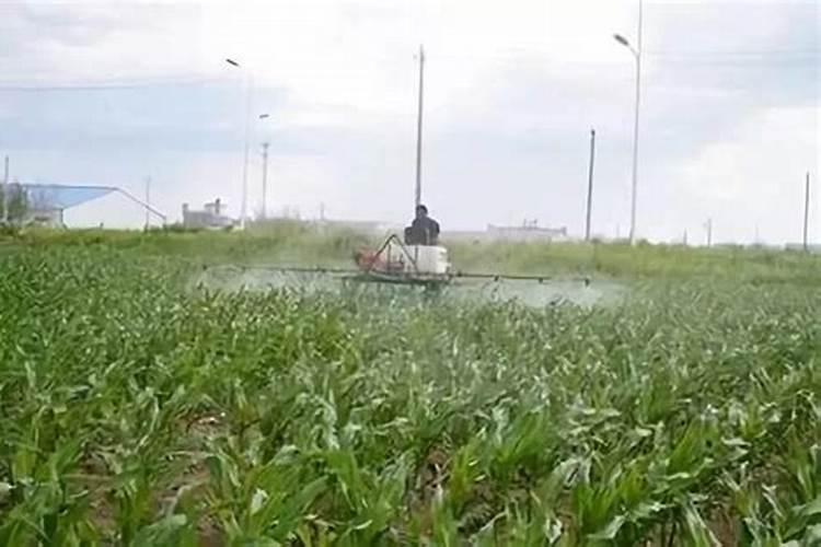 小球藻能进行有氧呼吸吗